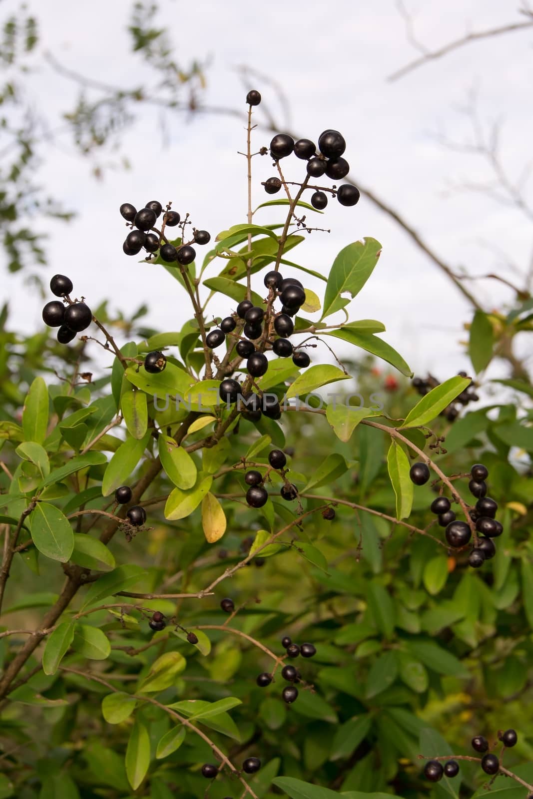 In the fall, black privet berries in the bushes.