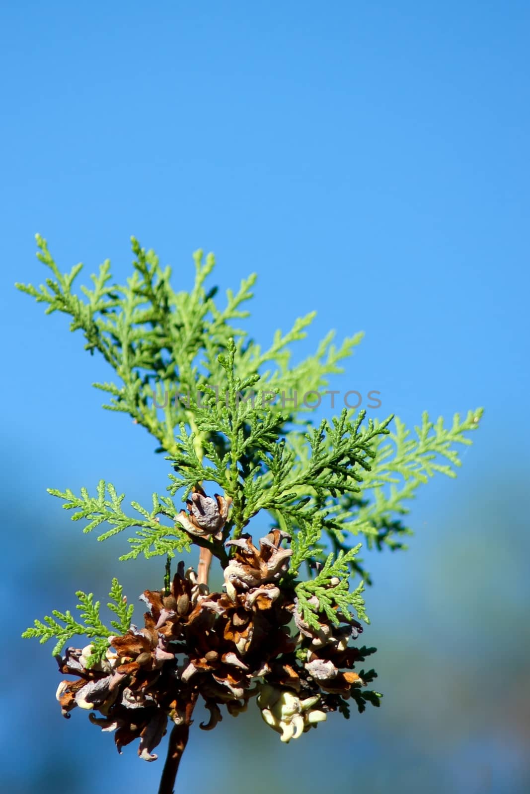 The harvest branches heavily laden arbor vitae.