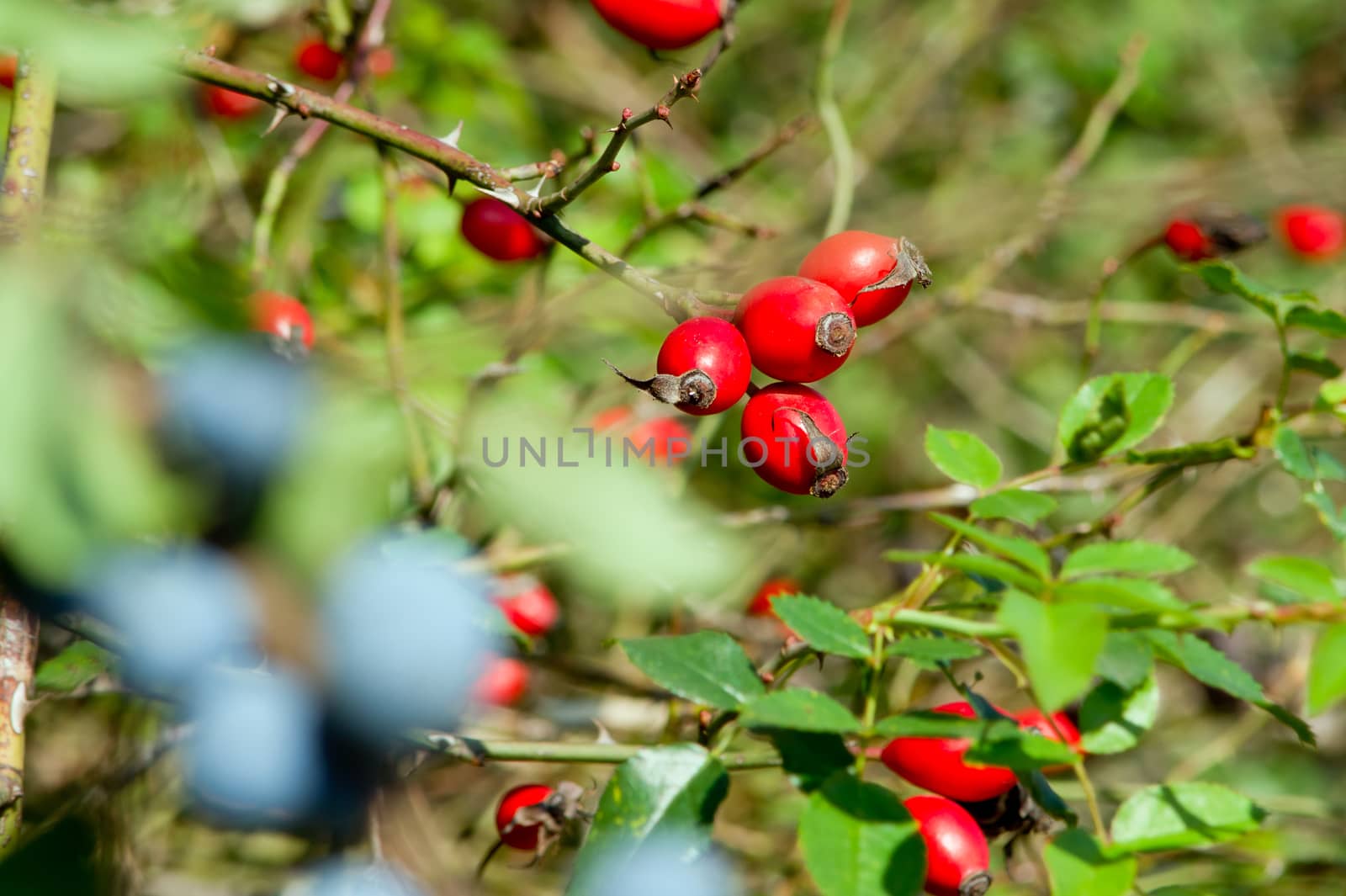 The blue and red sloes, rosehips fruit of the autumn forest.