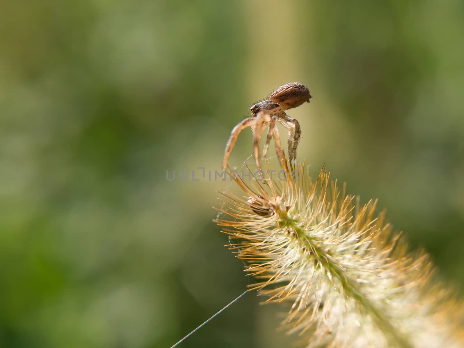 Ground spider (Ozyptila praticola) in the autumn sun.