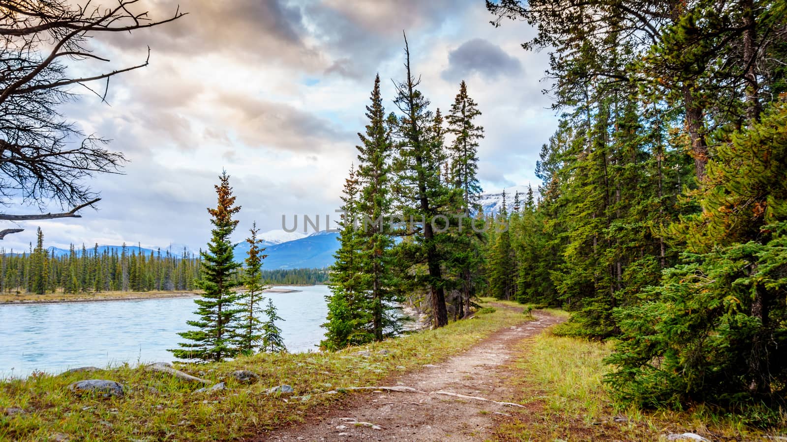 Hiking trail along the Athabasca River near the town of Jasper in Jasper National Park in the Canadian Rockies