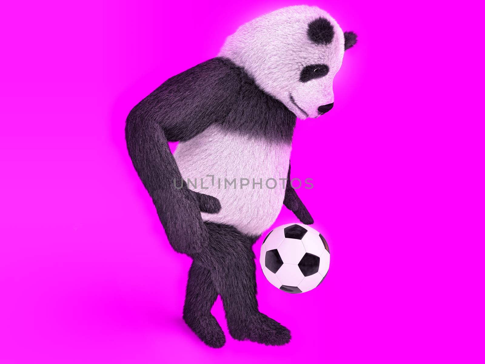 touching cute panda soccer player. chasing a soccer ball on foot on purple background. juggling ball bear. by xtate