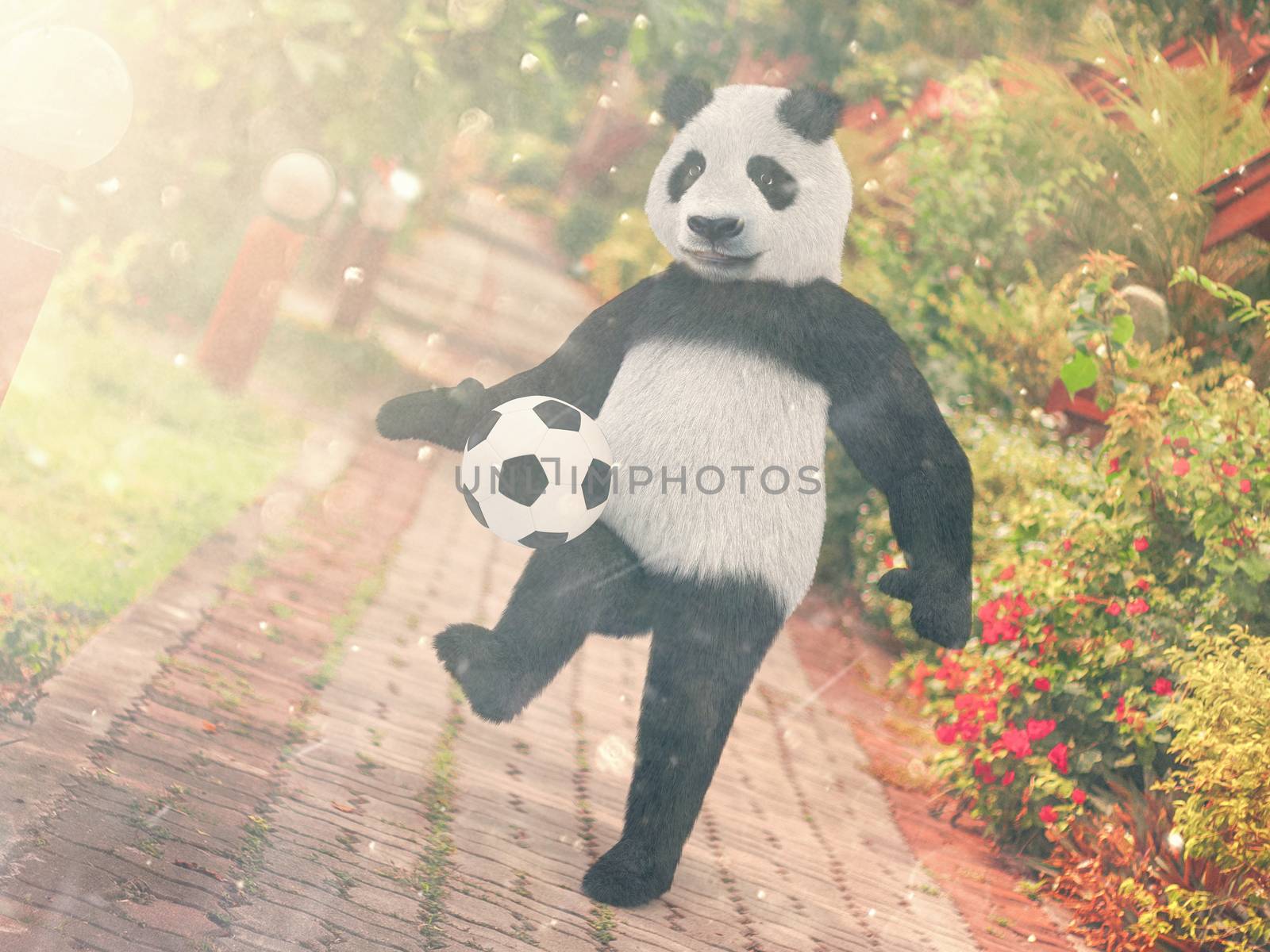 Panda football player. chasing soccer ball foot against backdrop Resort Thailand. juggling ball bear. character background paving stones road stretching into distance. edges with red tropical flowers.