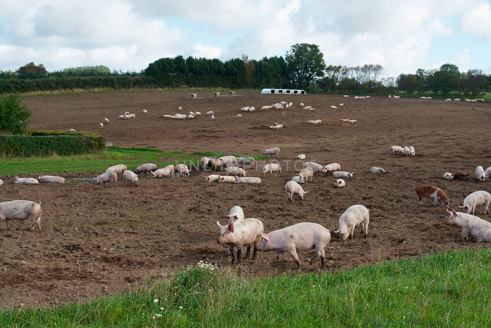 Free range pigs grazing in an organic ecological farm                               