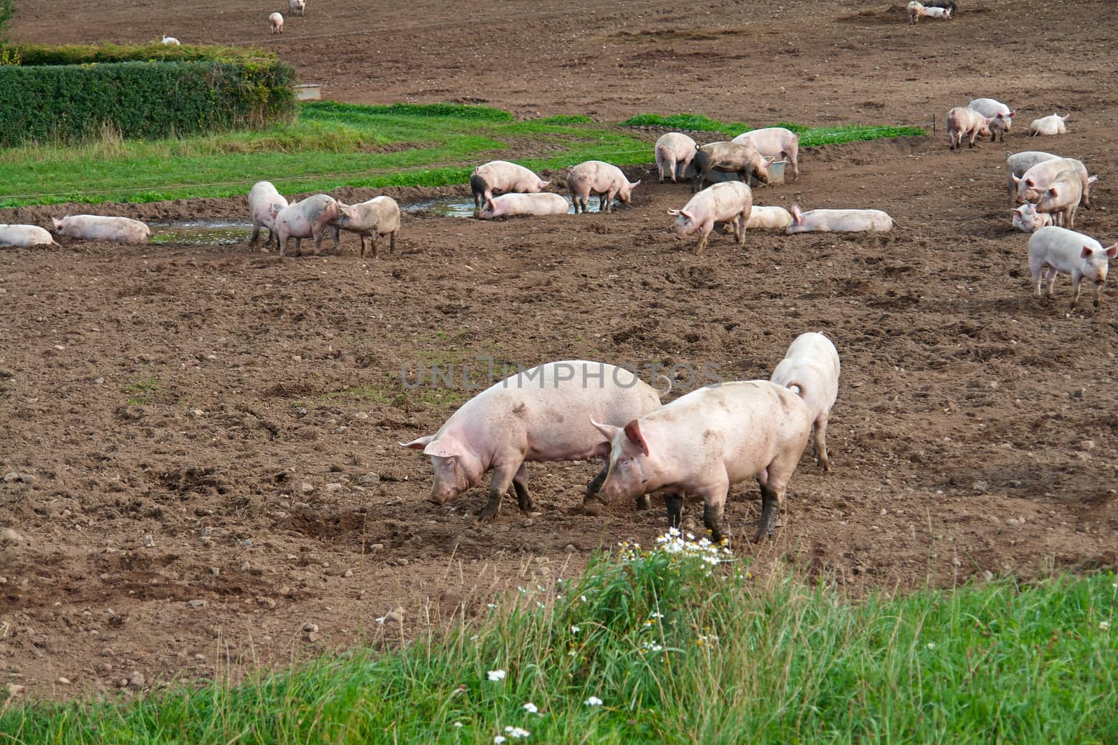 Free range pigs grazing in an organic ecological farm