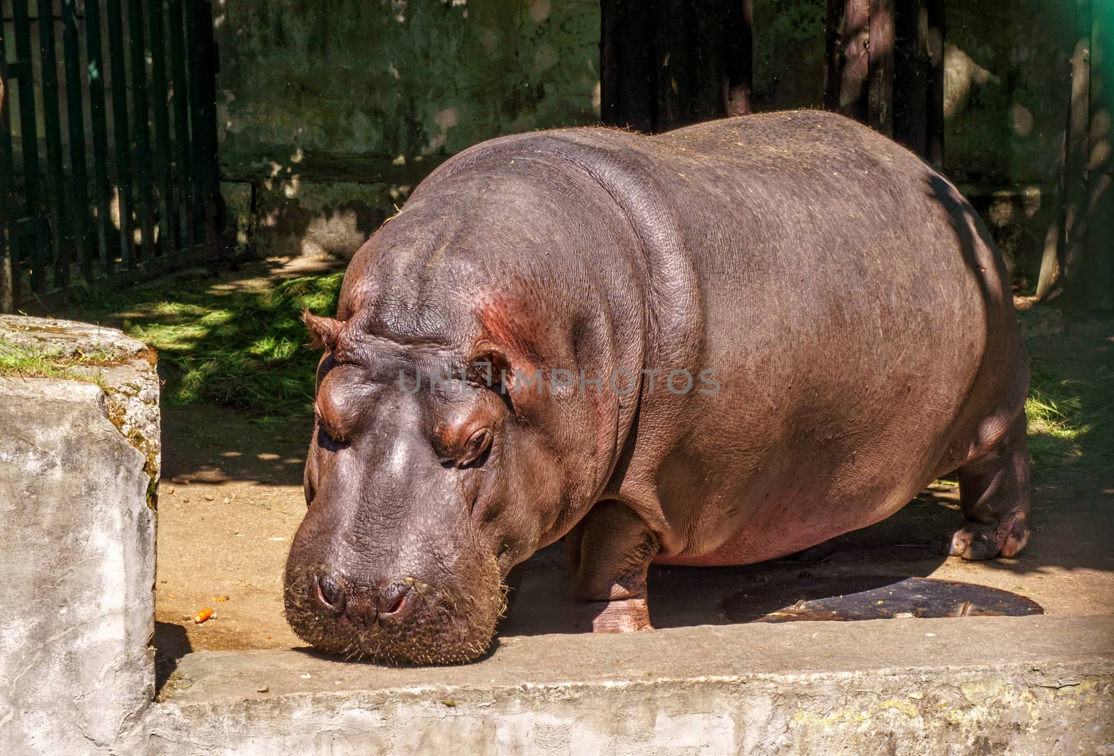 Hippo in Riga Zoo,