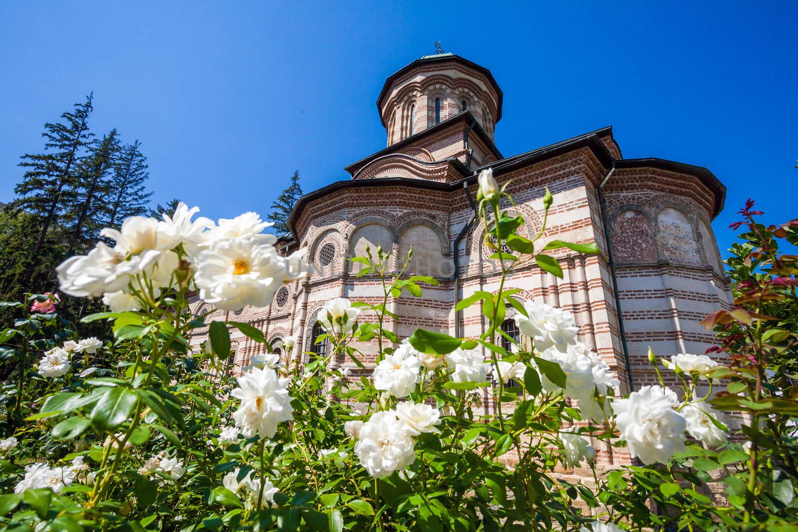 Cozia, Romania - Septemper 2, 2012: White roses flowers in front of Cozia monastery church on a sunny summer day, Romania