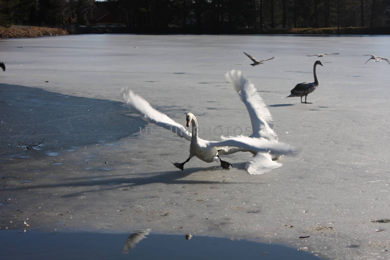 Bird in action