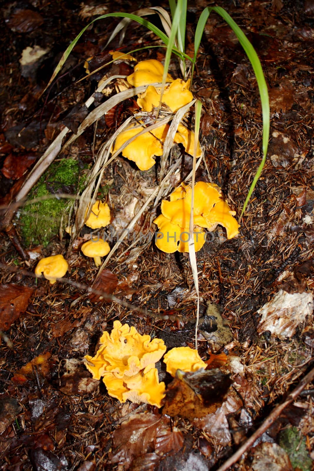mushrooms in det woods