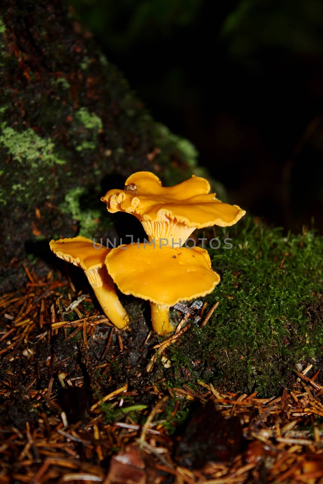 chanterelles