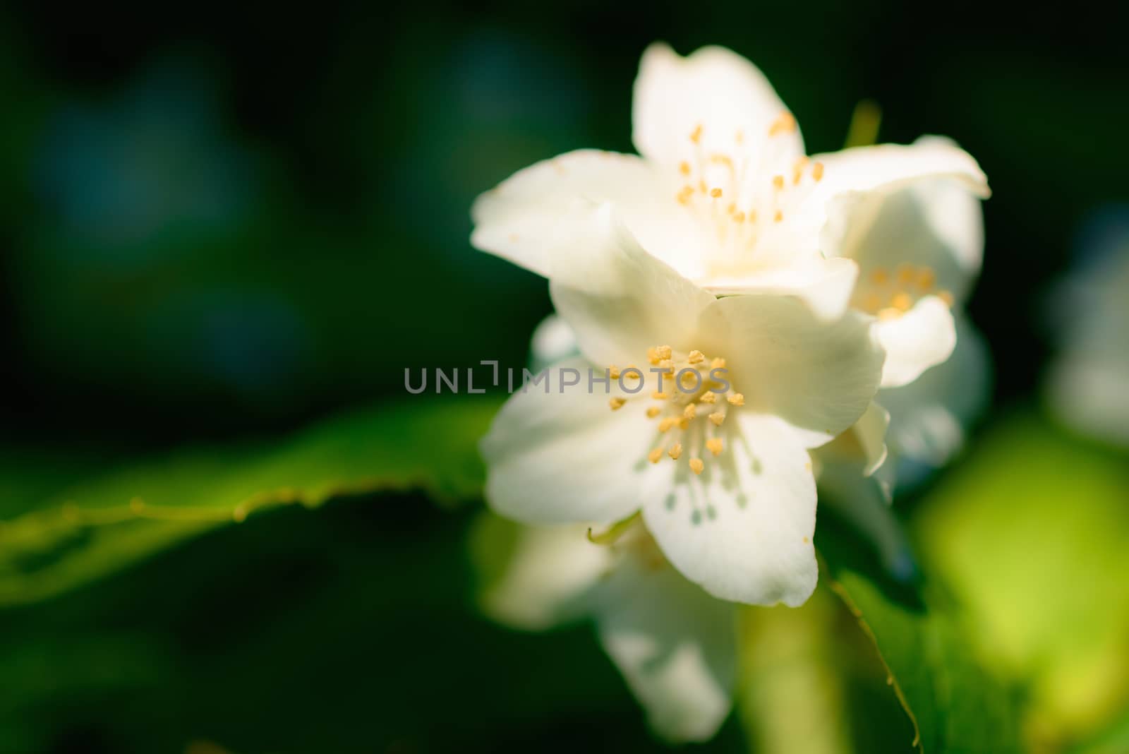 White flowers with green leaves