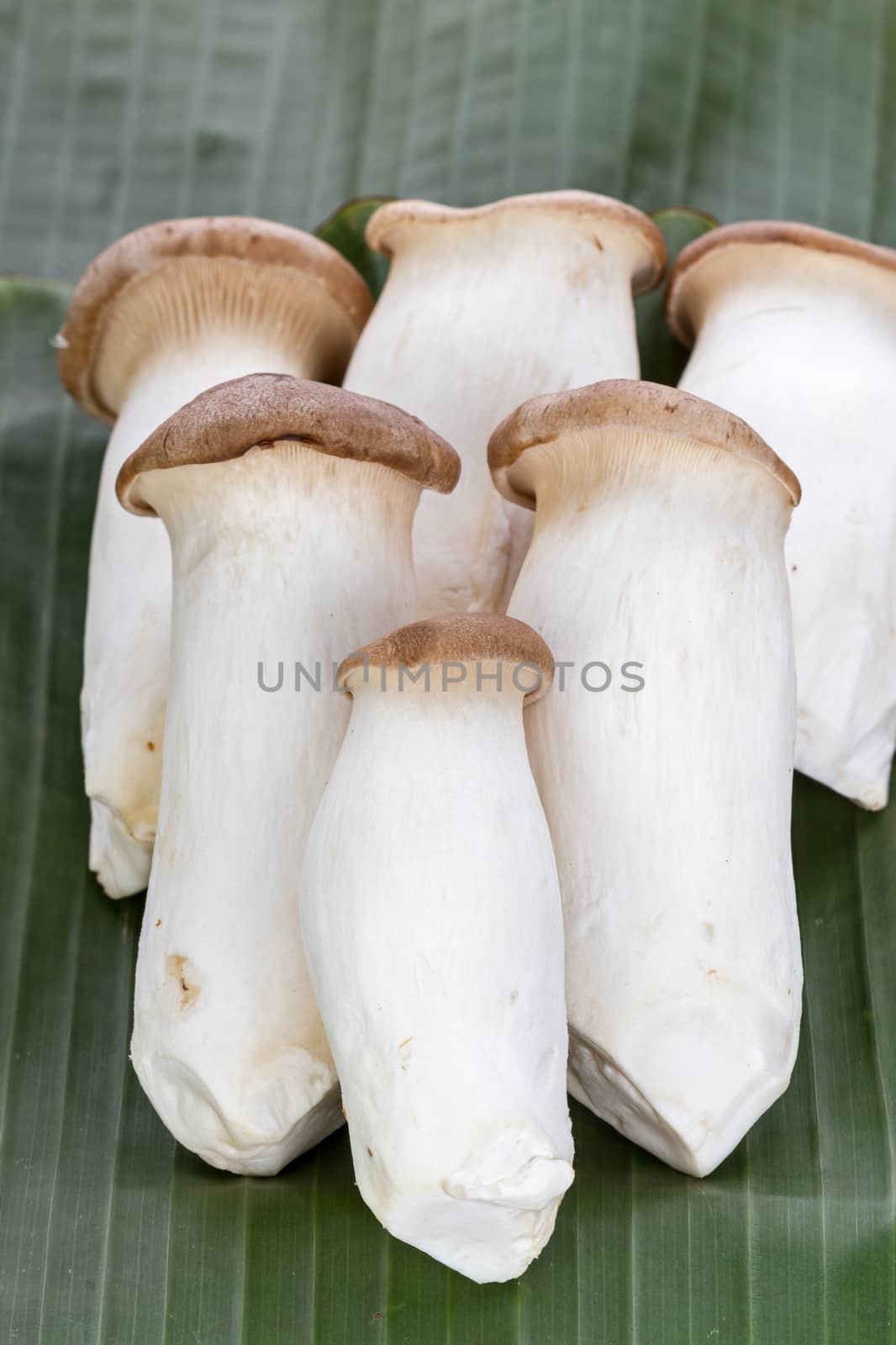 Eryngii mushroom (Pleurotus eryngii) on banana leaf by supersaiyan