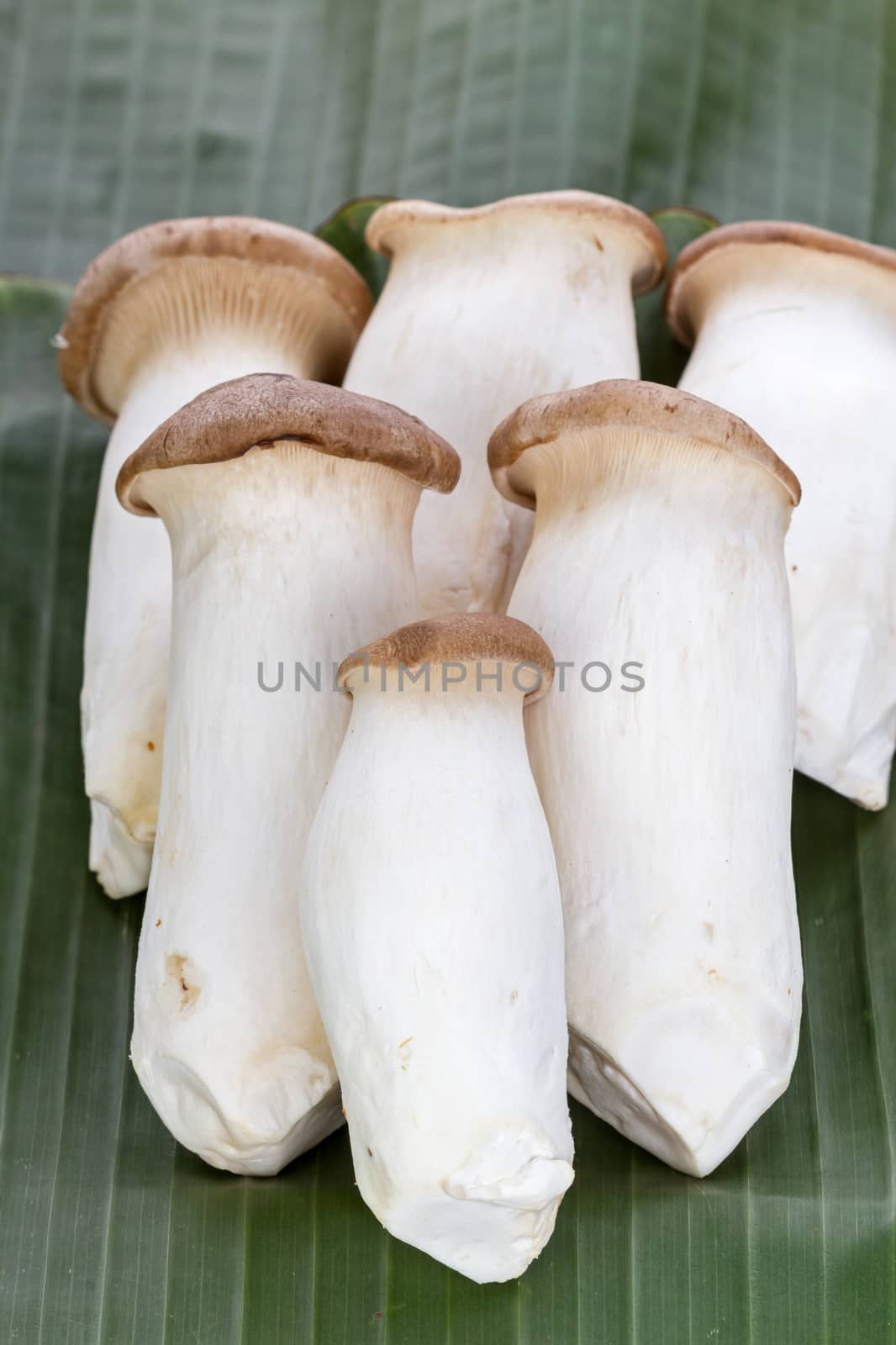 Eryngii mushroom (Pleurotus eryngii) on green banana leaf