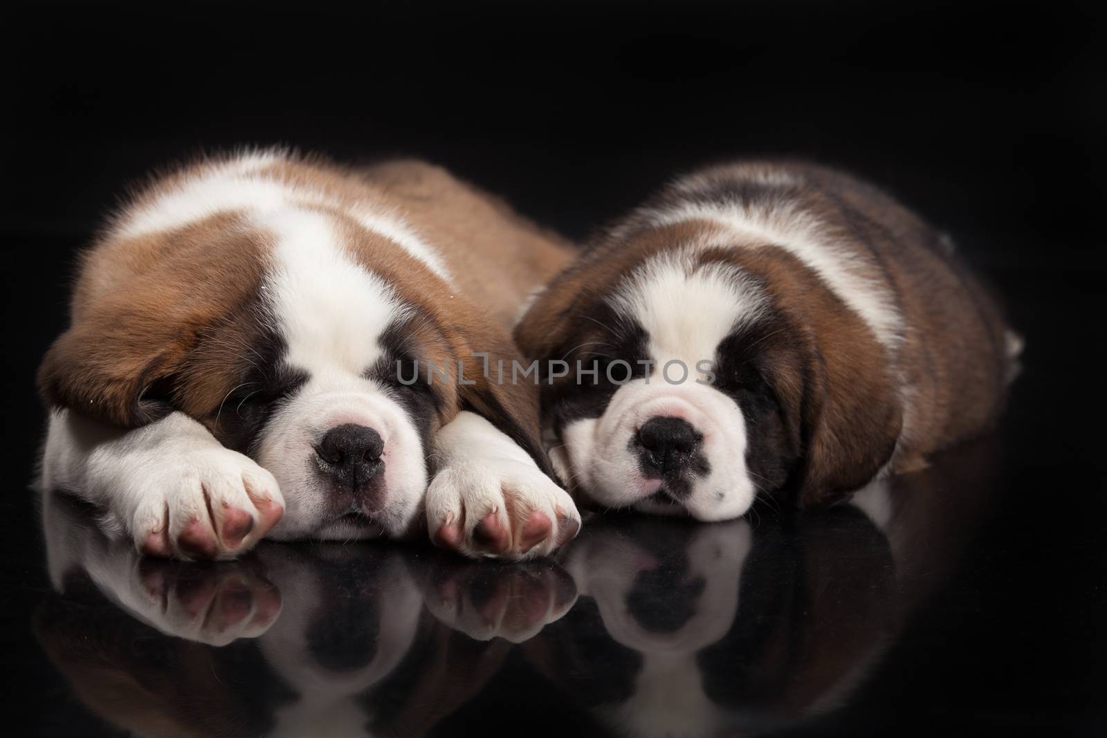 Little St. Bernard Puppies on a black studio background