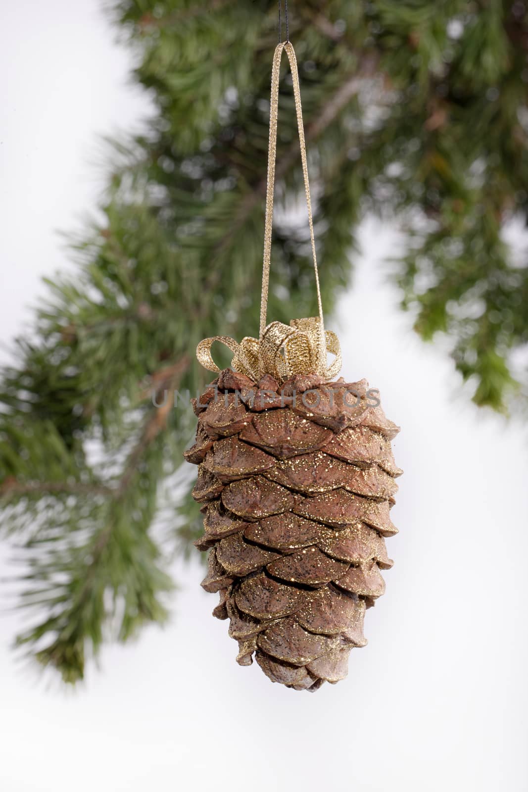 Golden strobile and fir branch
