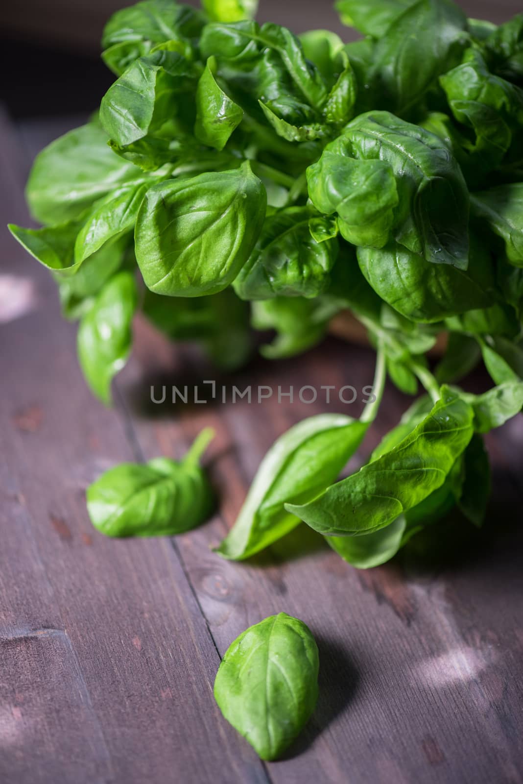 Fresh organic basil leaves on a wooden table