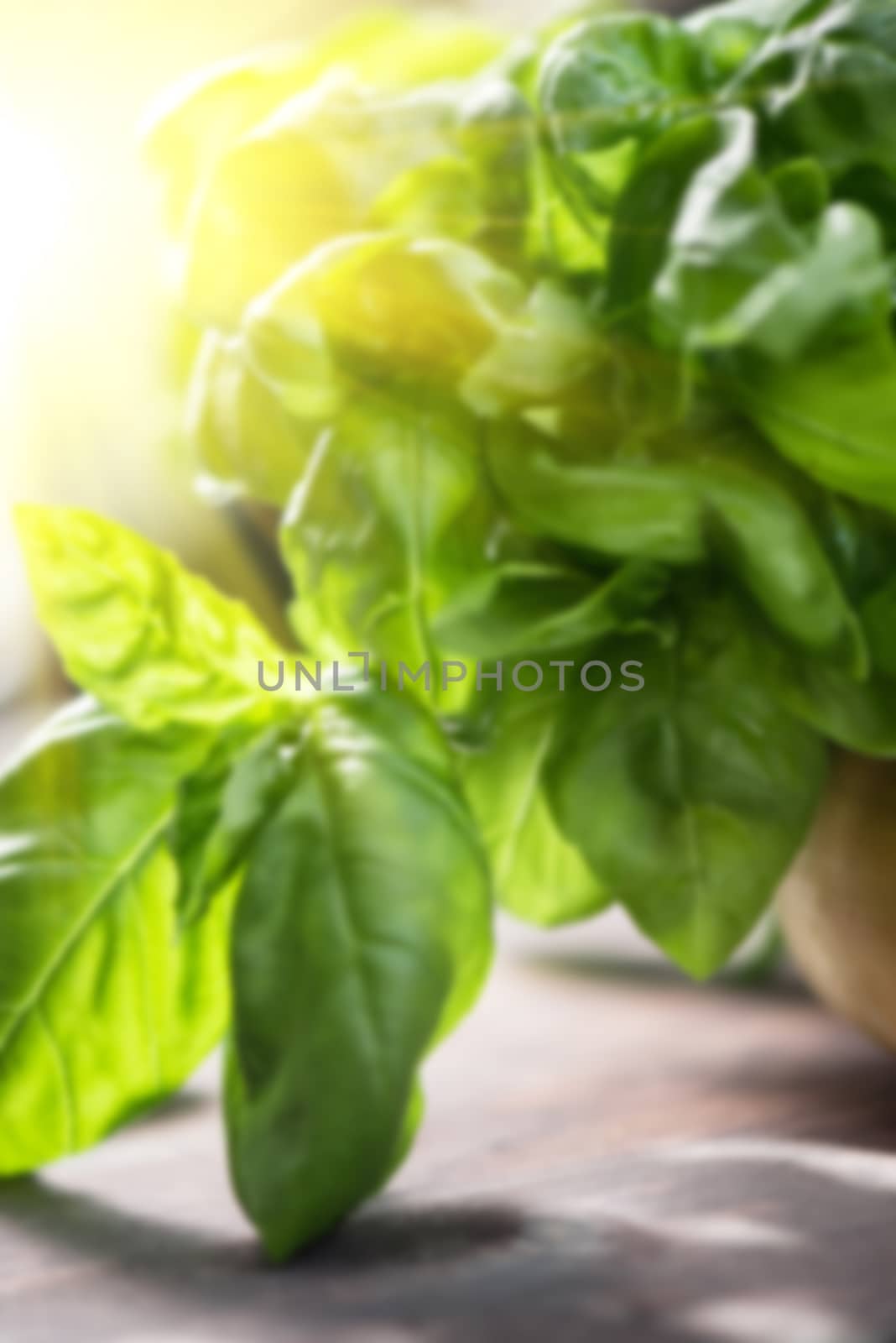 Blurred background of fresh organic basil leaves on a wooden table