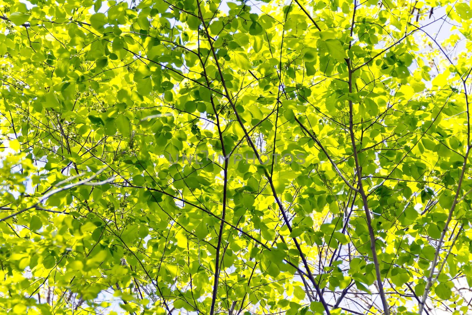 Green foliage with sun light in summer