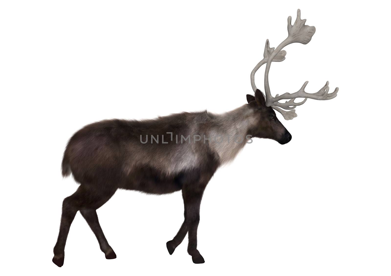 3D digital render of a caribou walking isolated on white background