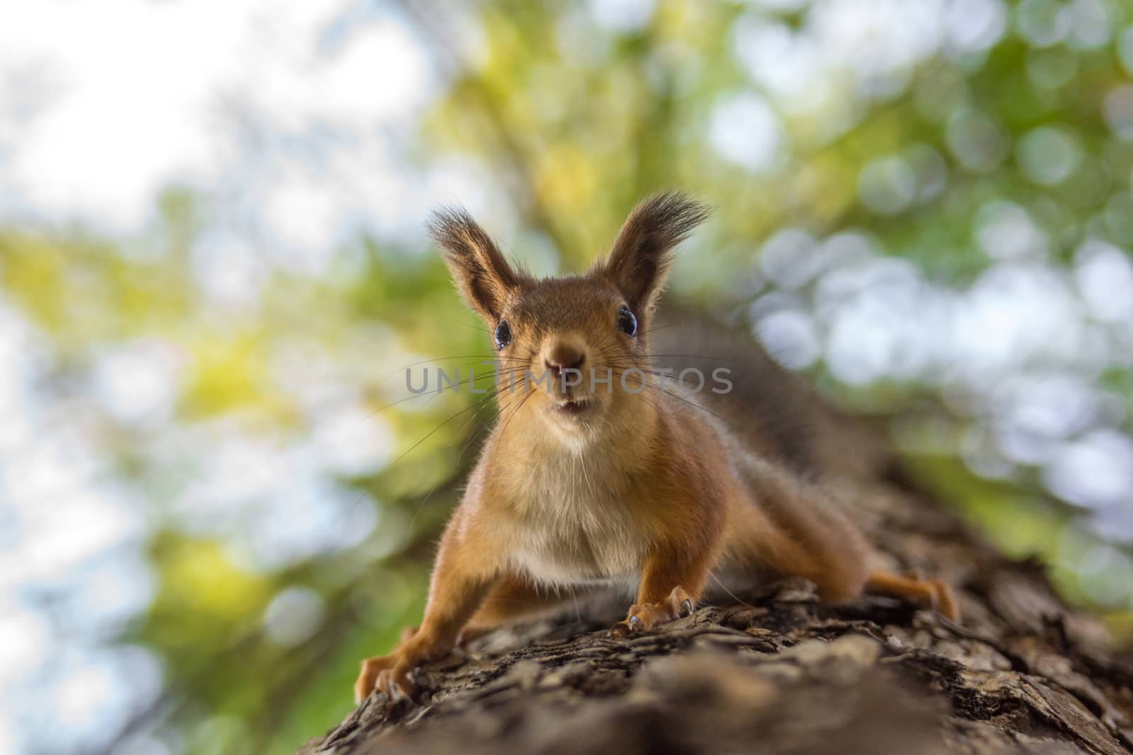 The photograph shows a squirrel