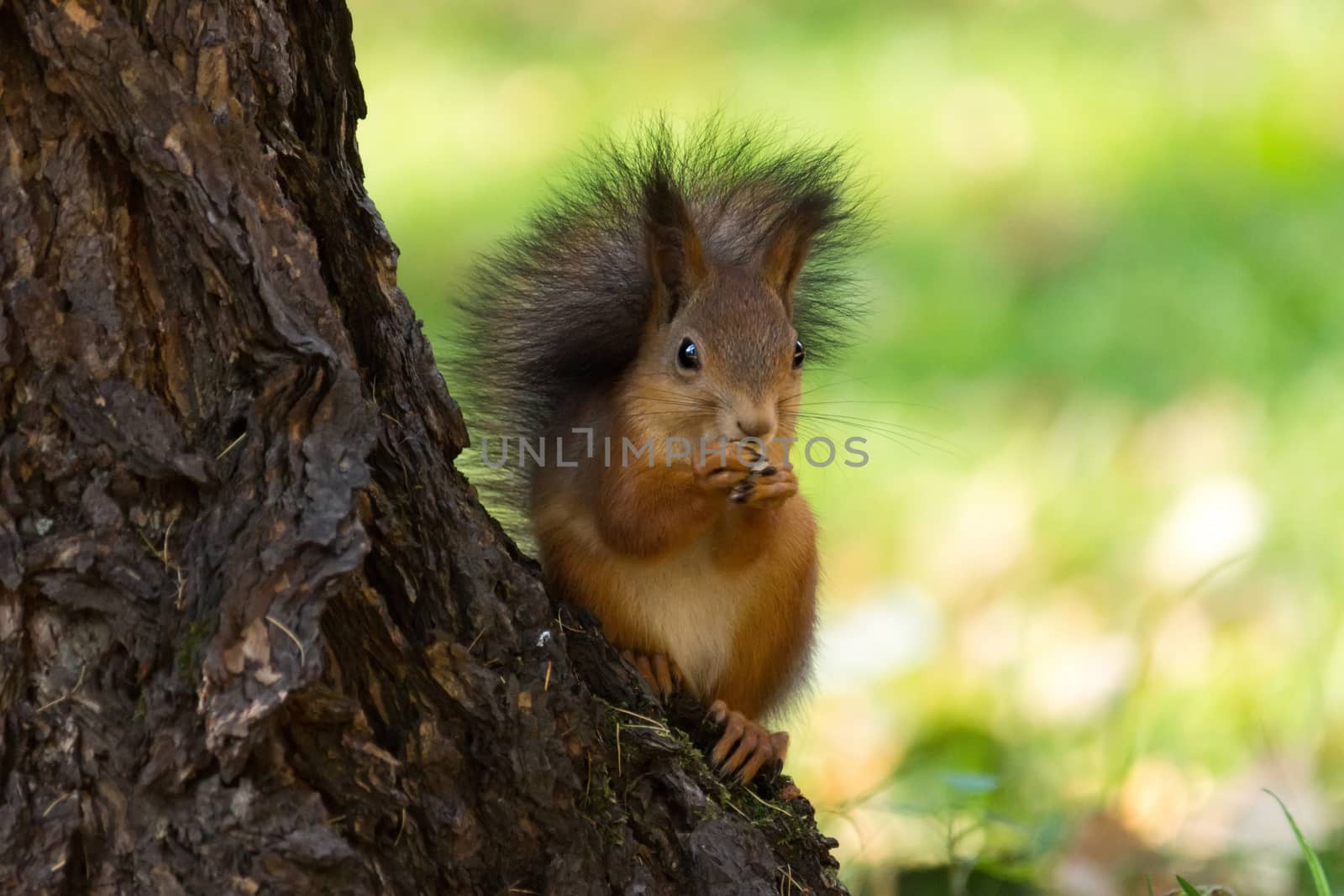 The photograph shows a squirrel