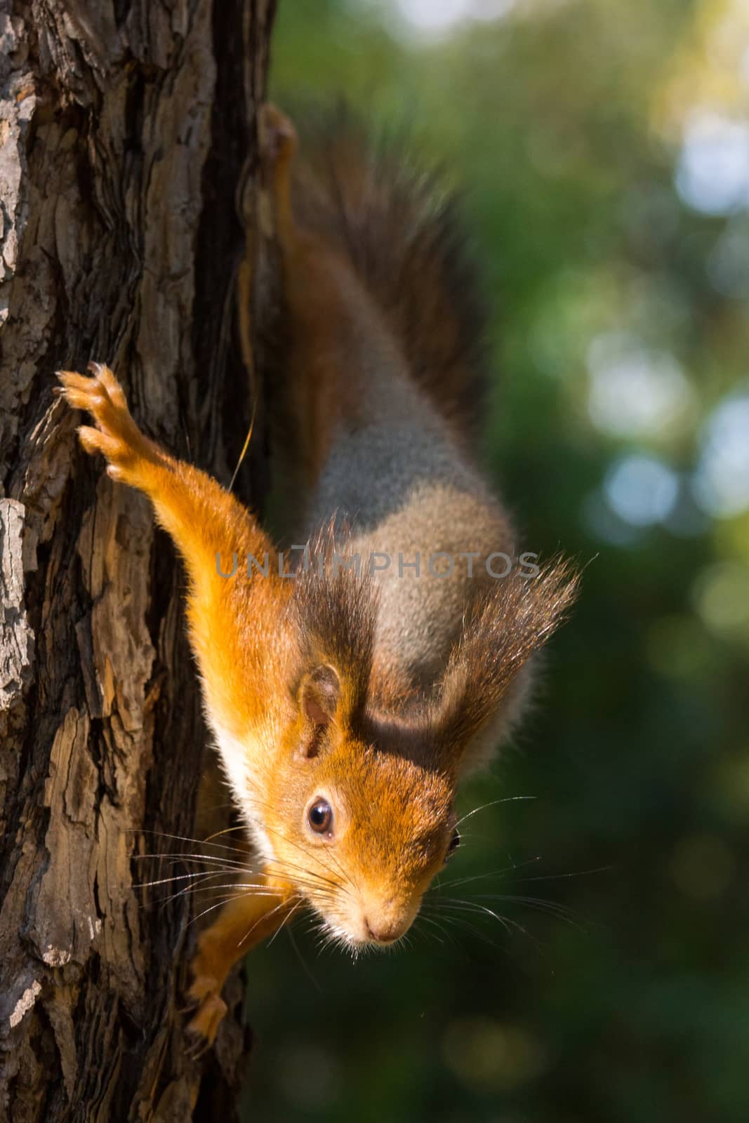 The photograph shows a squirrel