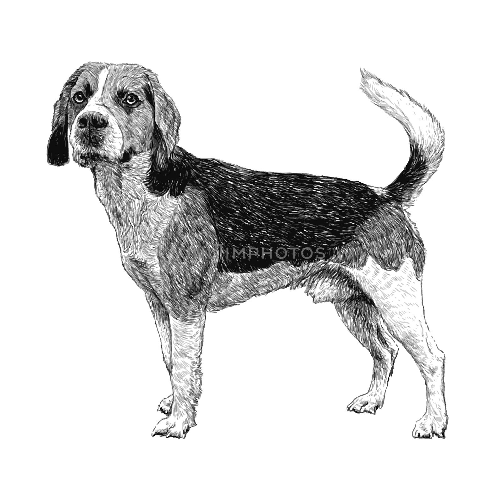 Image of beagle hand drawn vector
