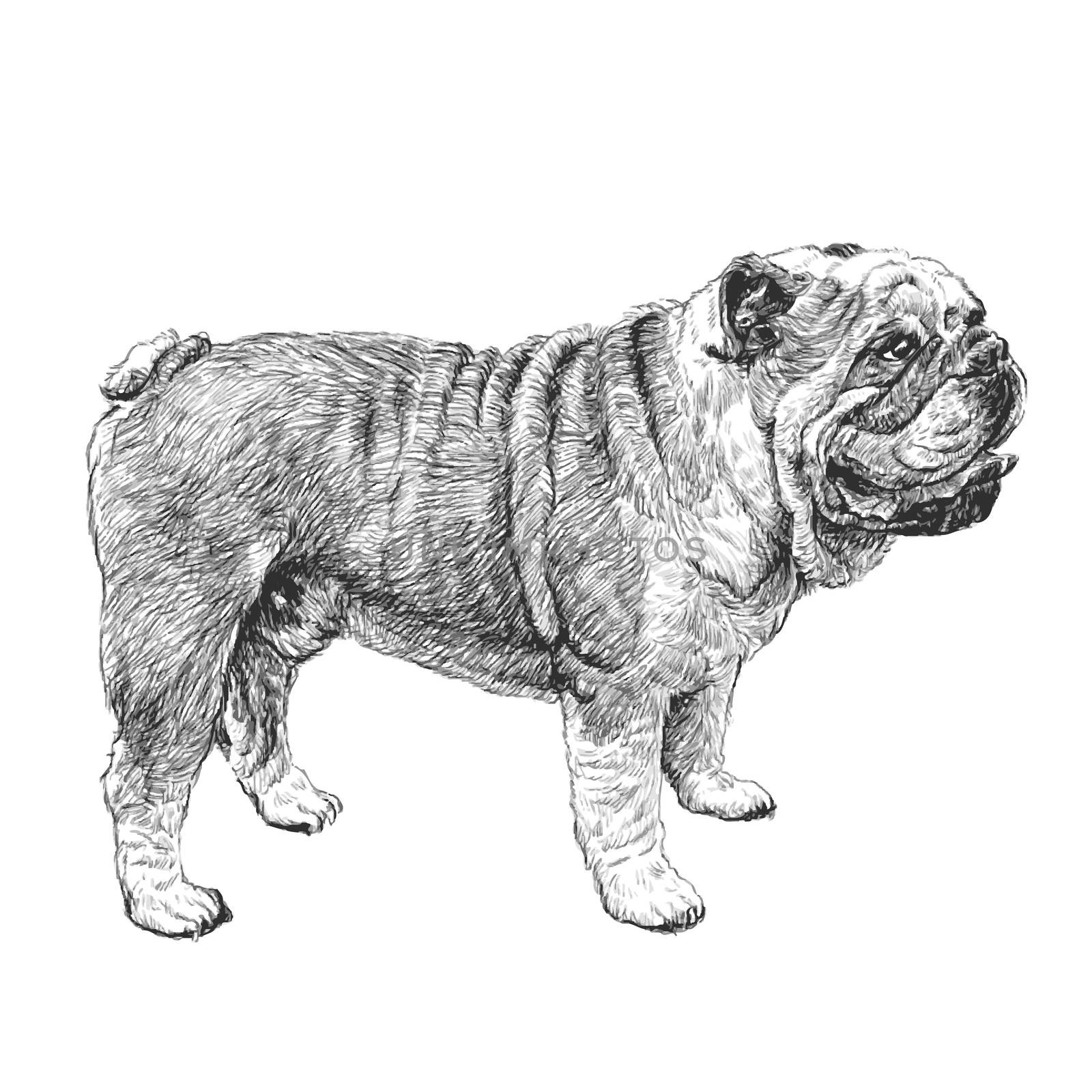 Image of bulldog hand drawn vector