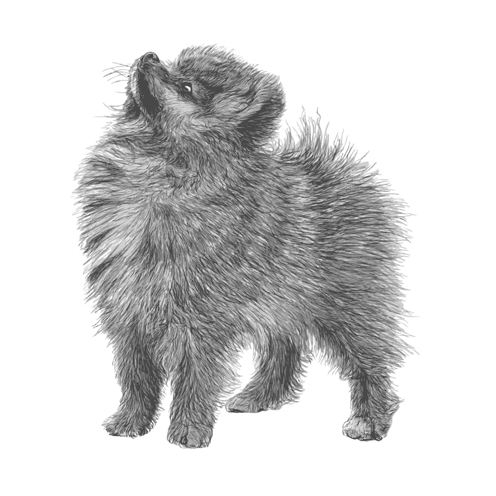 Pomeranian hand drawn by simpleBE
