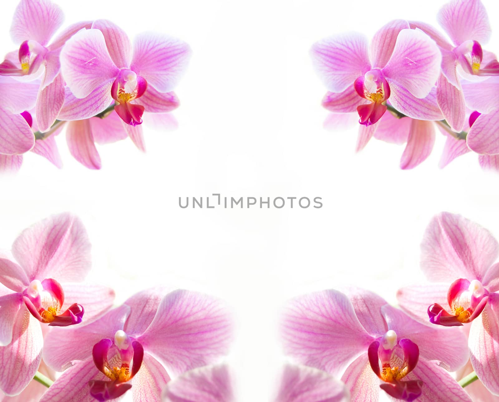 Flowers on isolated background.