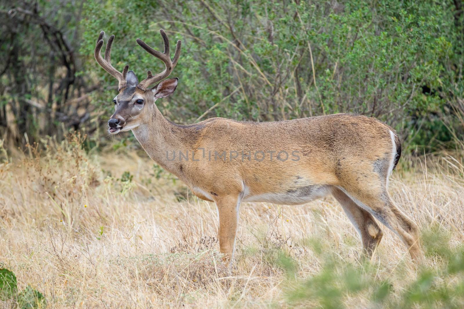 Wild South Texas Whitetail deer buck in velvet