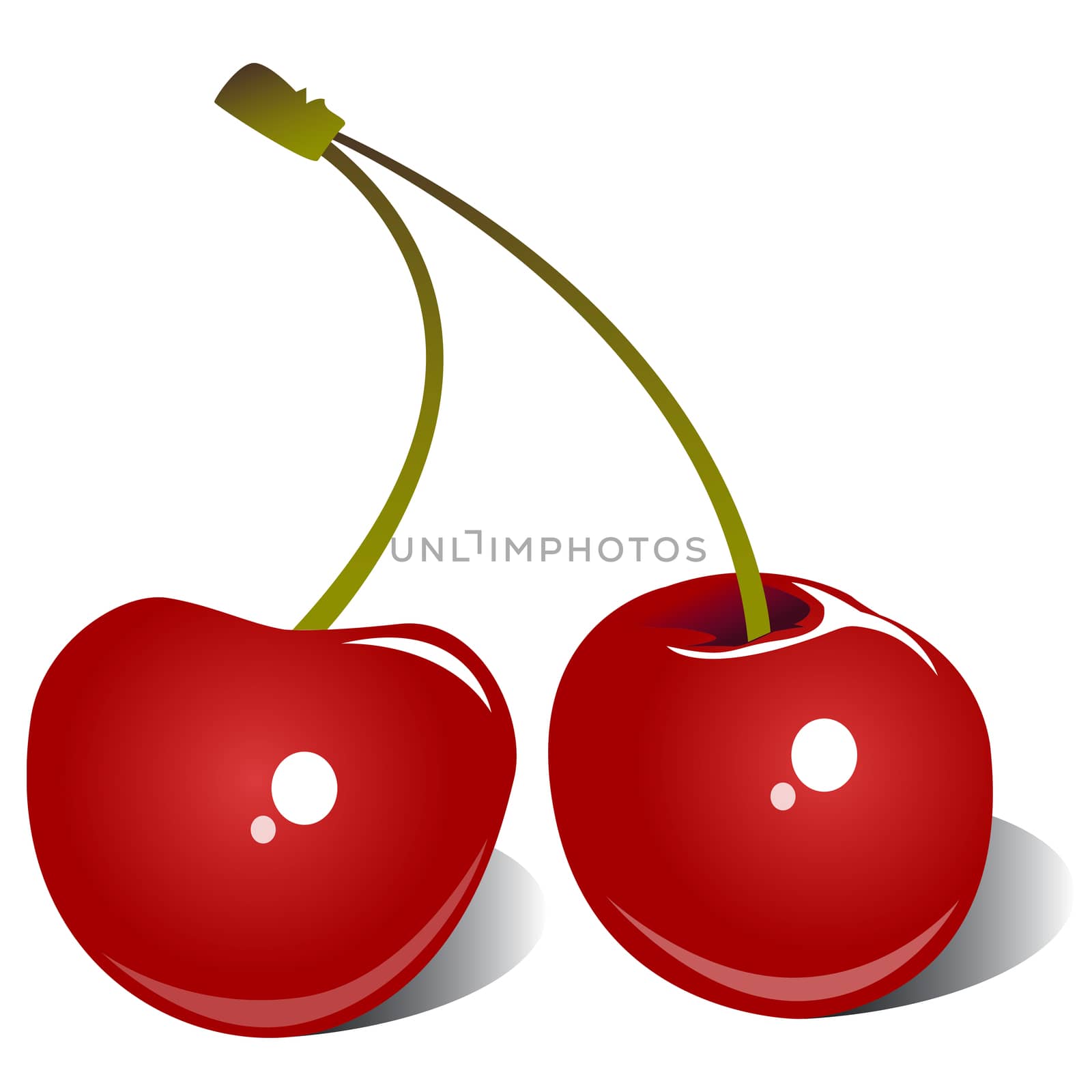 Two Shiny Red Cherries together on a cherry stem