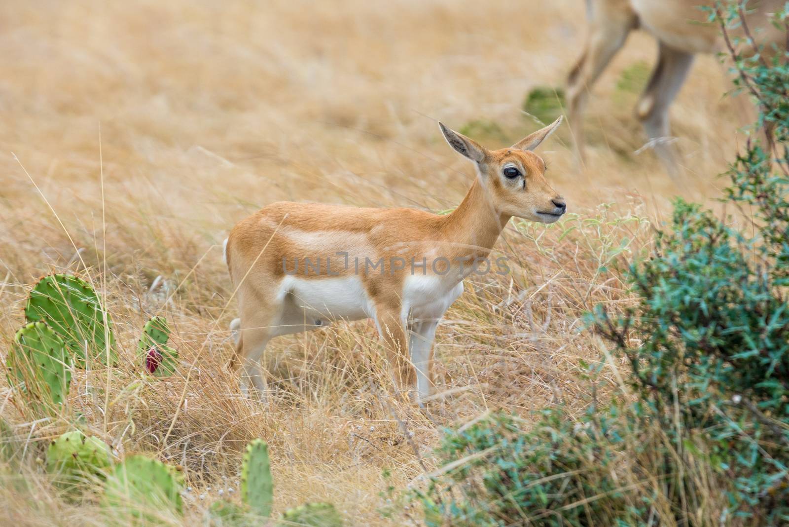 Young Wild South Texas blackbuck antelope calf