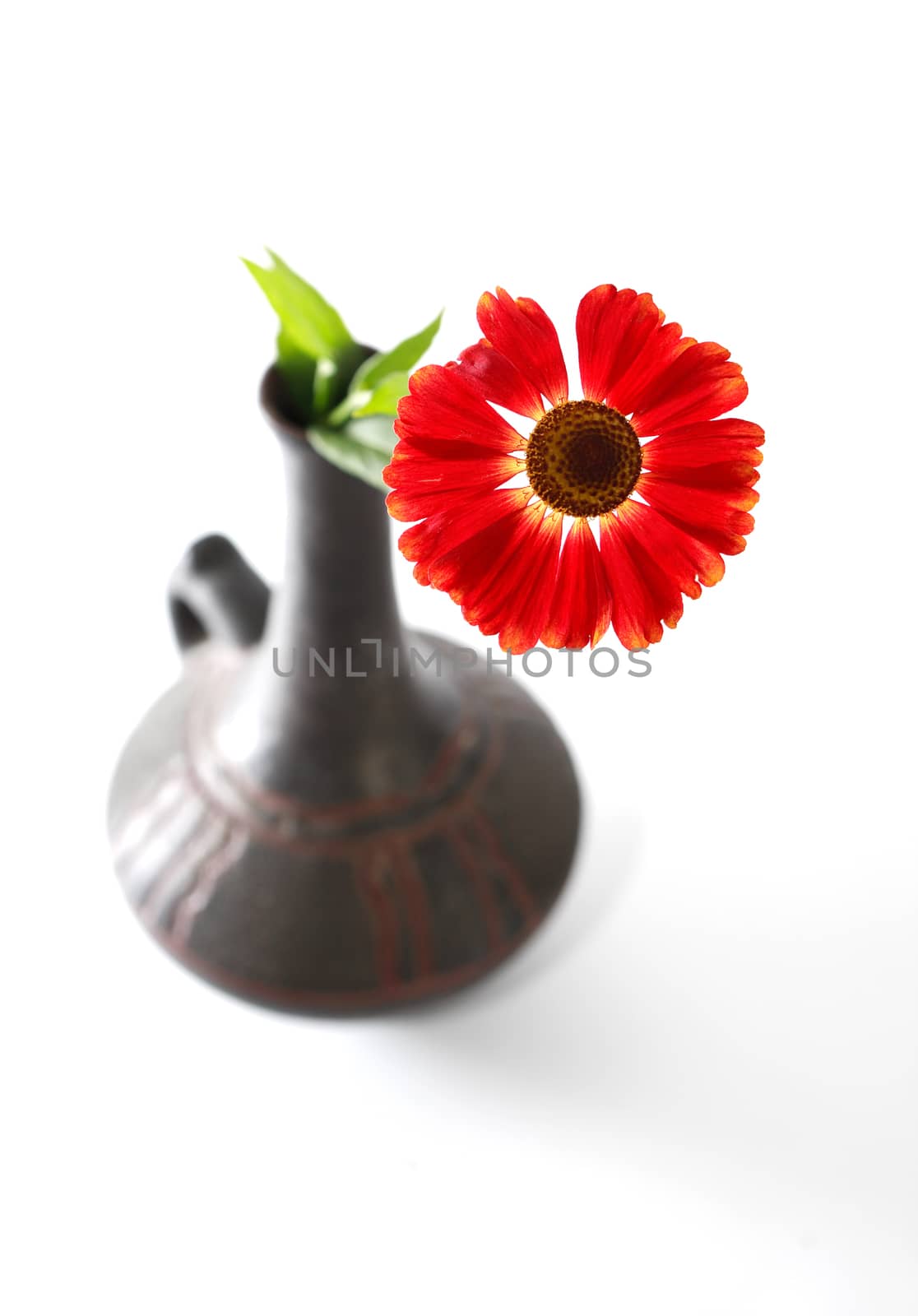 One red flower in ceramic vase on white background