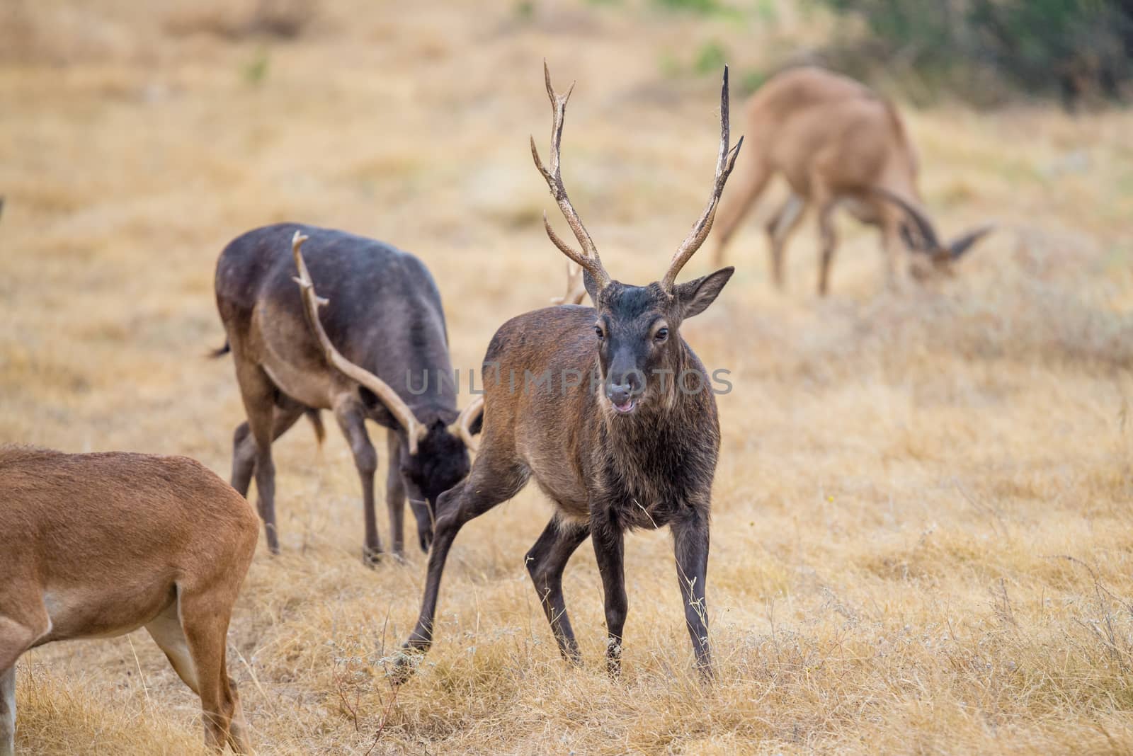 Wild South Texas Sika deer buck. Also known as a Japanese or Spotted Deer.