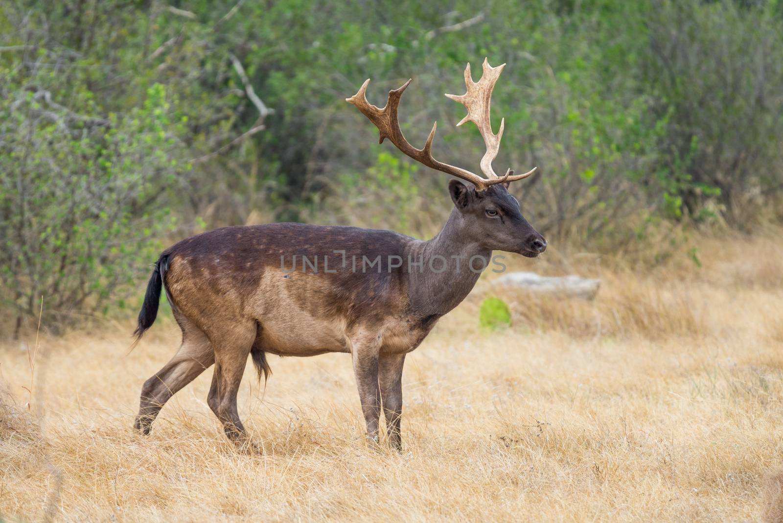 Wild South Texas chocolate fallow deer buck