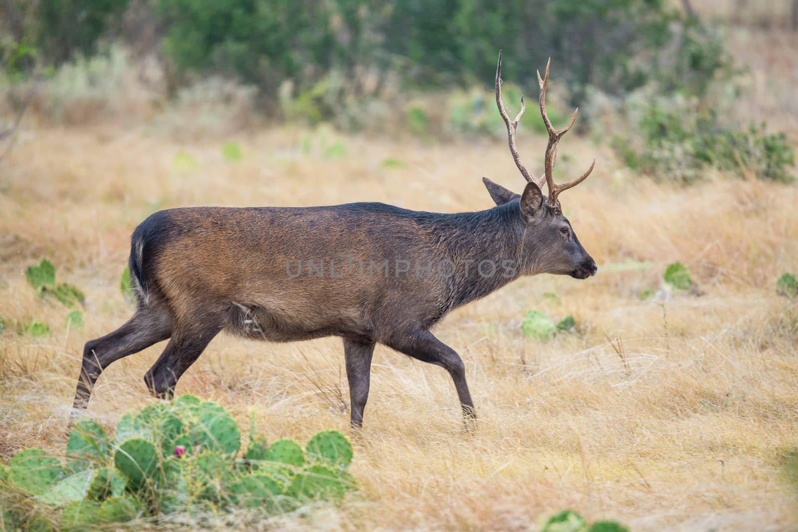 Wild South Texas Sika deer buck. Also known as a Japanese or Spotted Deer.