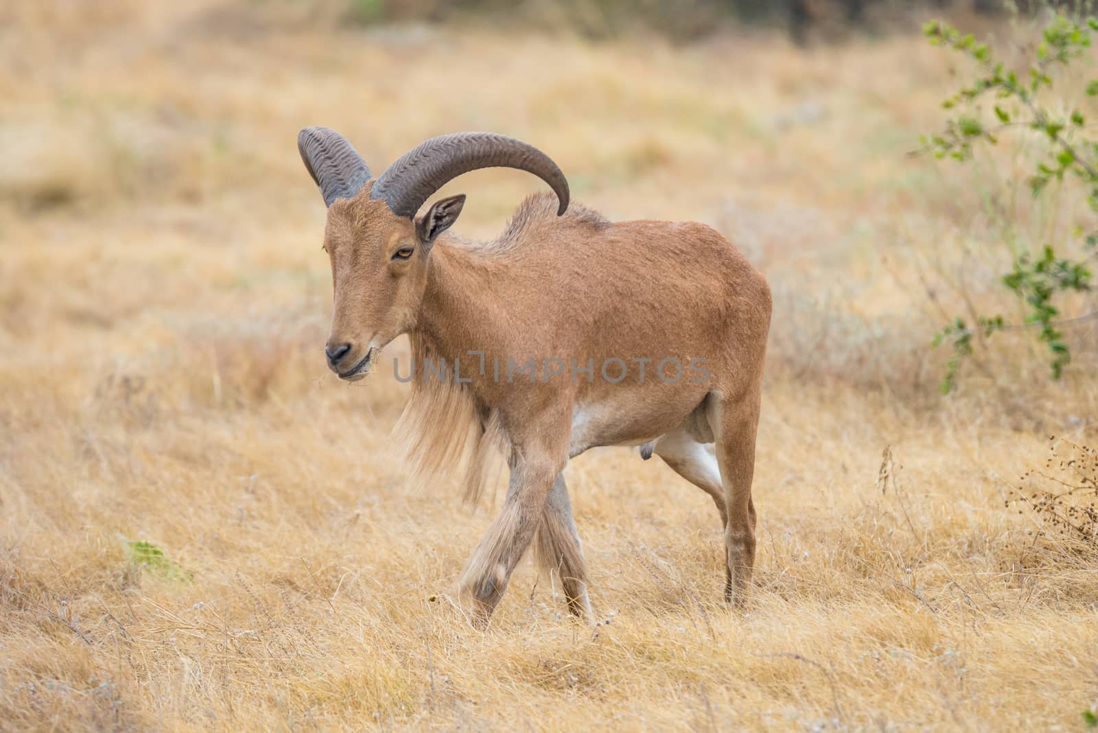 Texas wild Aoudad or Barbary sheep ram