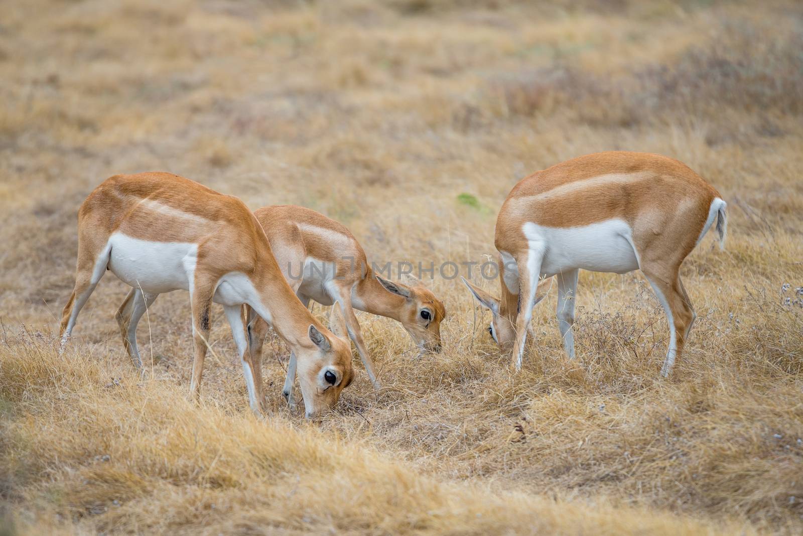 Wild South Texas blackbuck antelope herd of does and a calf