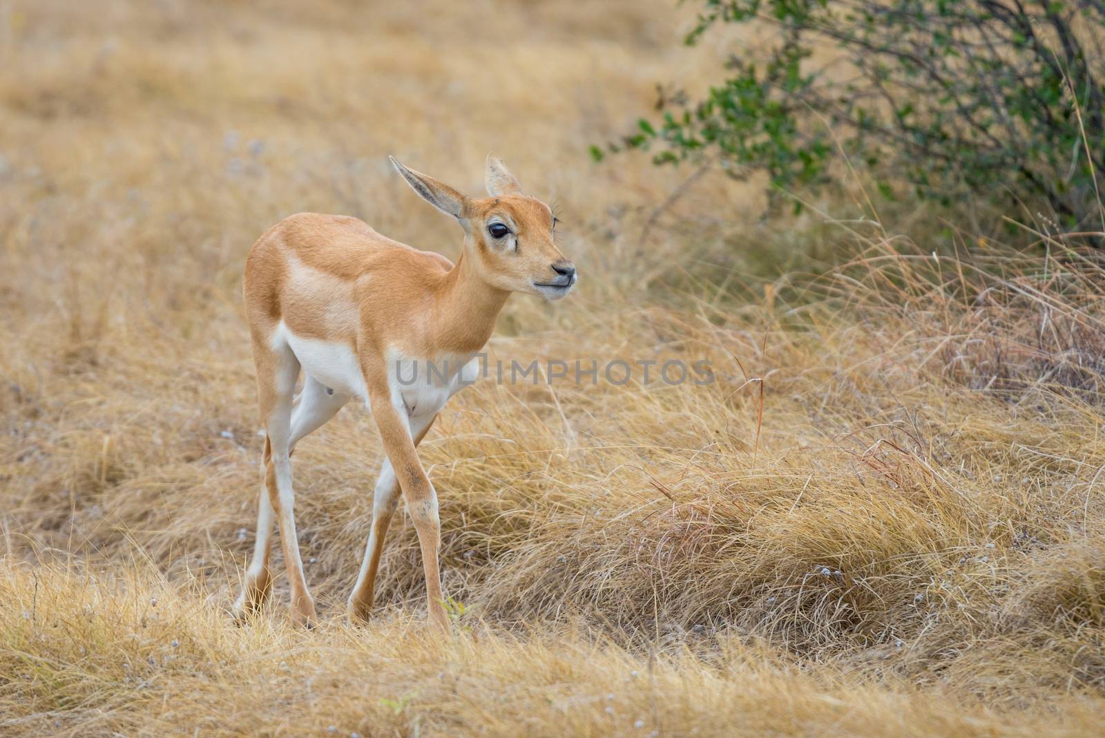Young Wild South Texas blackbuck antelope calf