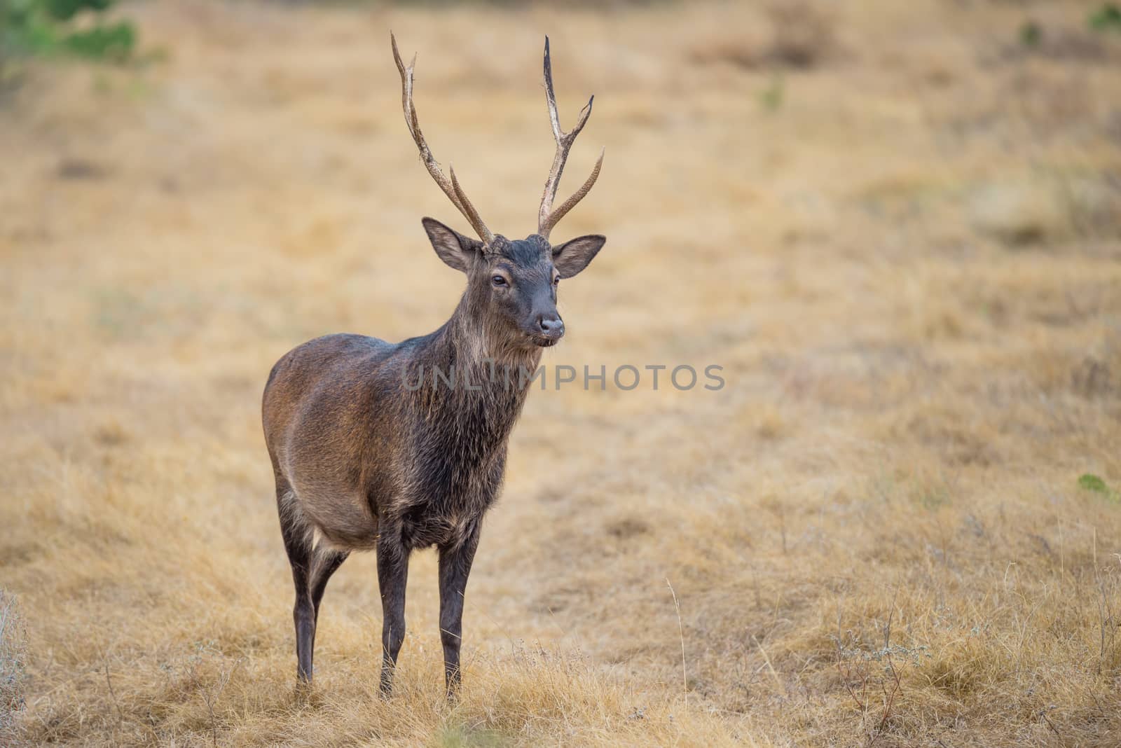 Wild South Texas Sika deer buck. Also known as a Japanese or Spotted Deer.