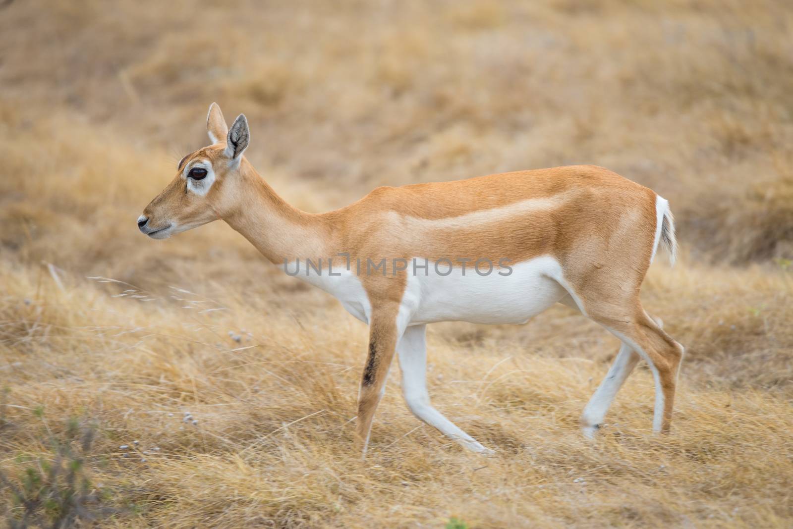 Wild South Texas blackbuck antelope female doe