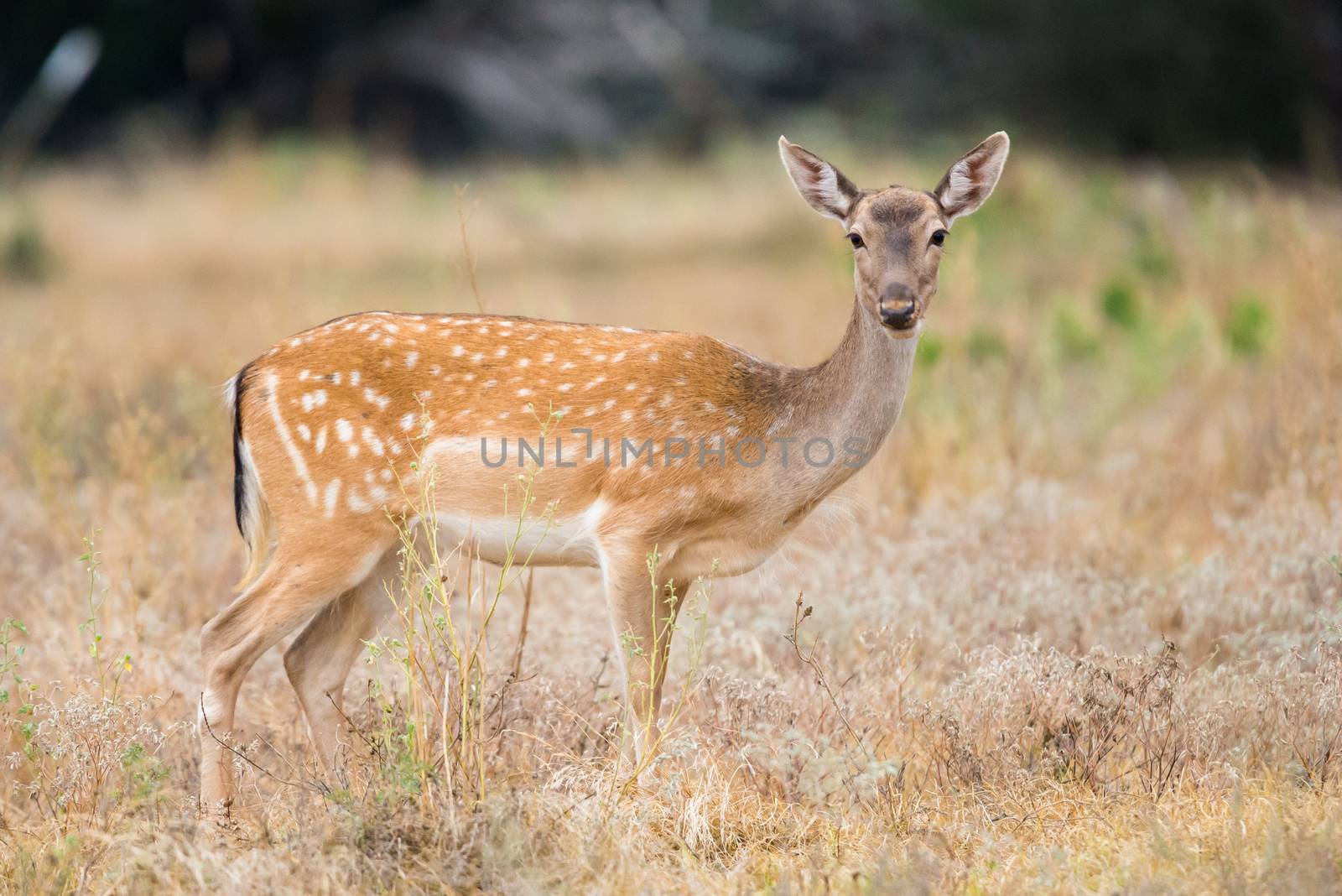 Wild South Texas spotted fallow deer doe