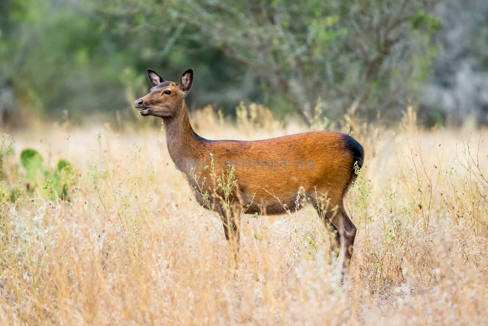 Wild South Texas Sika deer doe. Also known as a Japanese or Spotted Deer.