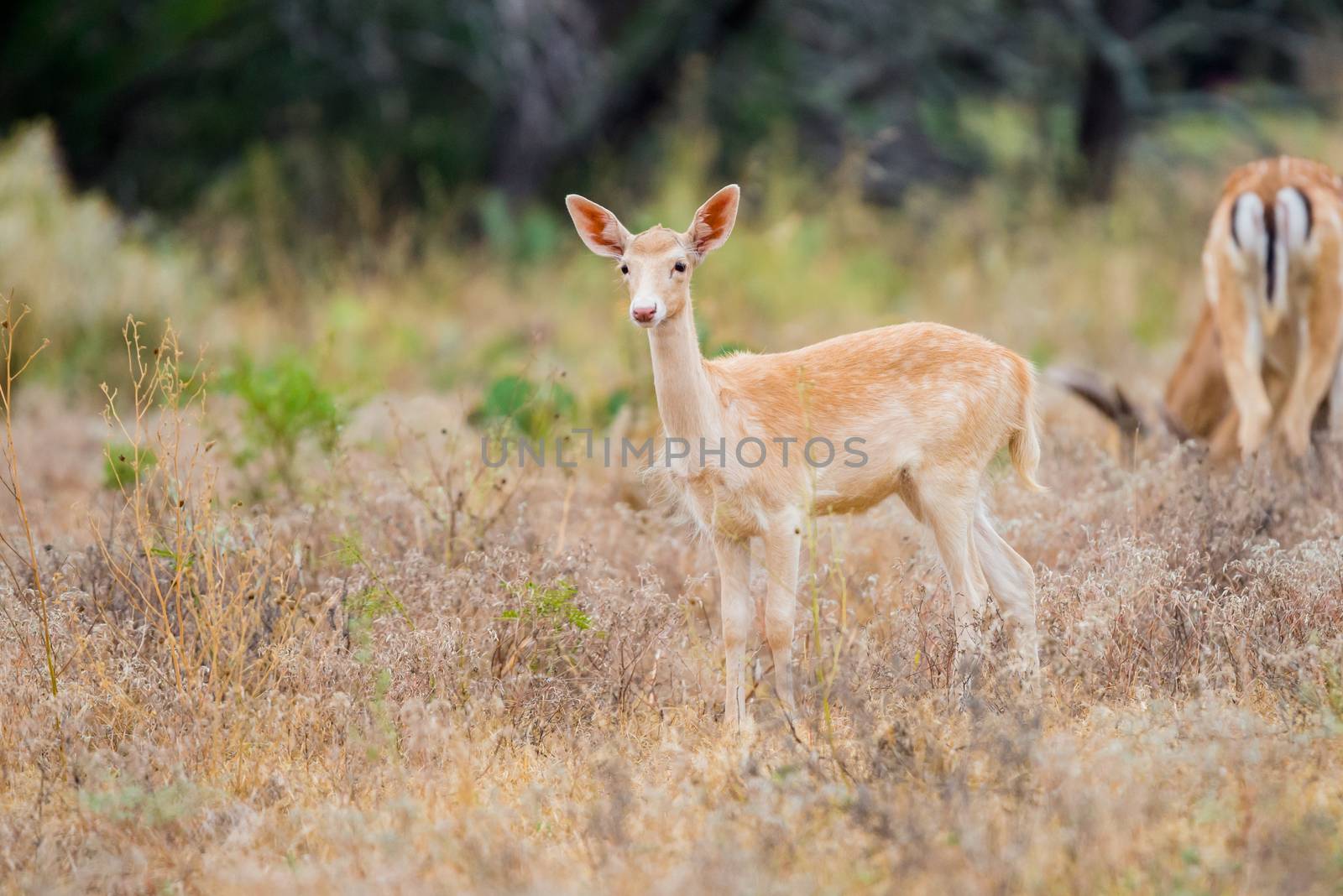 Wild South Texas spotted fallow deer fawn