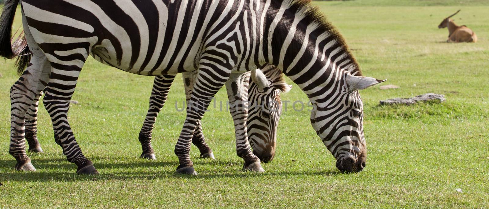 Two beautiful zebras on the grass field  by teo