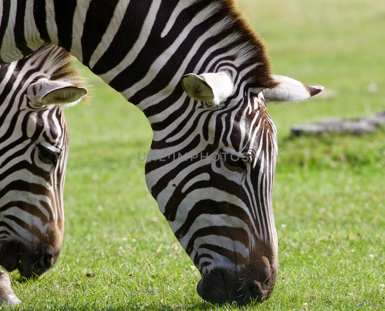 Close-up of the beautiful zebras eating the grass