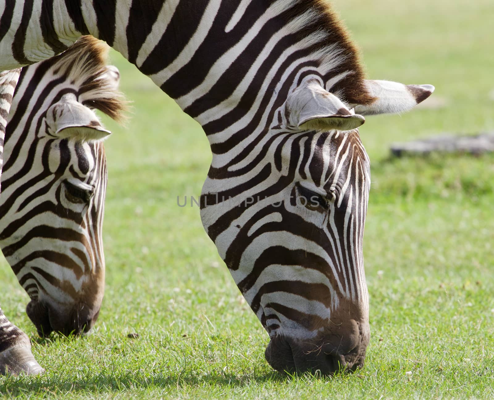 Two beautiful zebras are eating the green grass