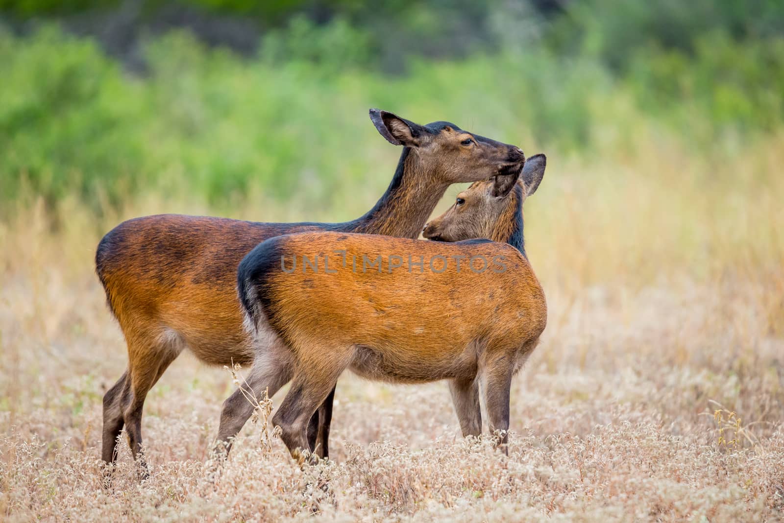 Young Wild South Texas Sika deer licking eachother. Also known as a Japanese or Spotted Deer.