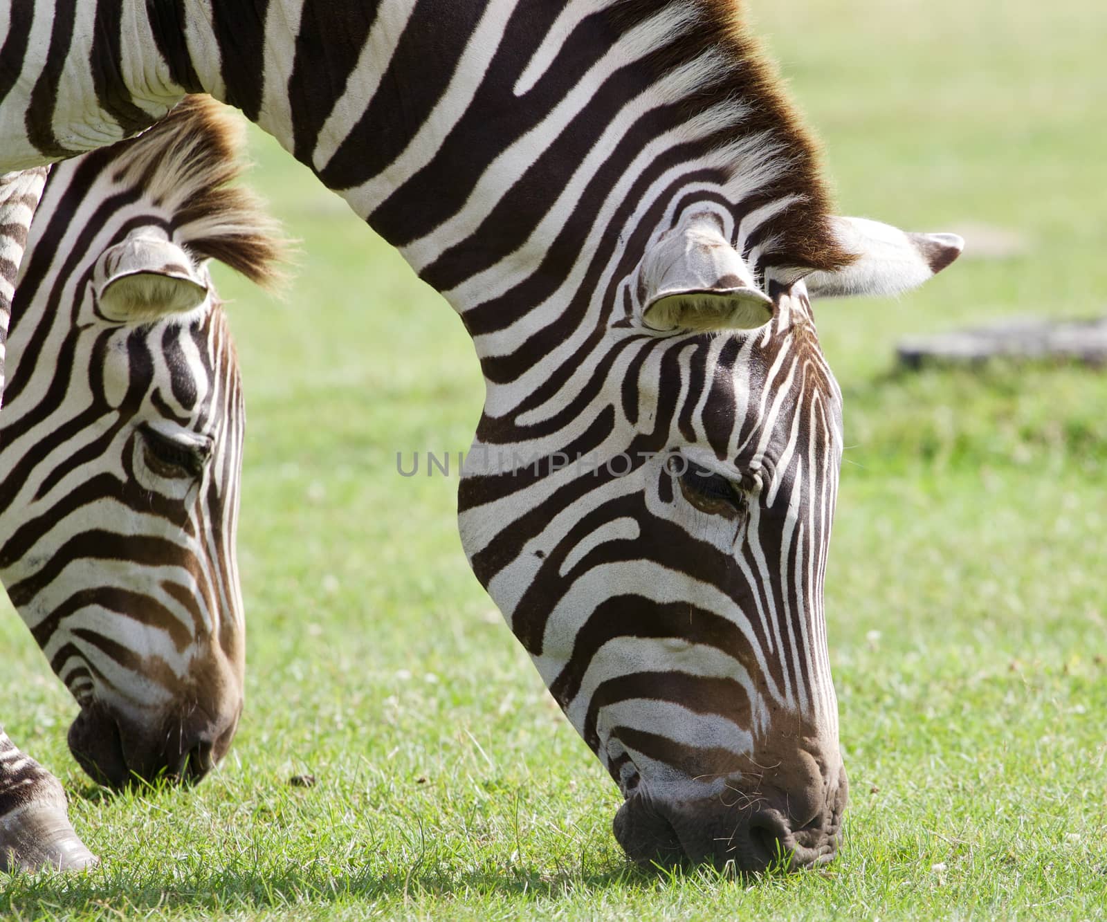 The portrait of the zebras eating the green grass on the field